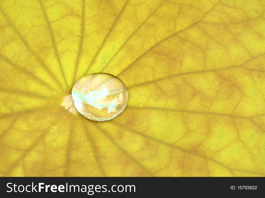 Yellow Lotus leaf with water drop as background. Yellow Lotus leaf with water drop as background