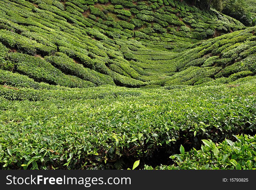 Green Malay thea fields at Cameron Highlands