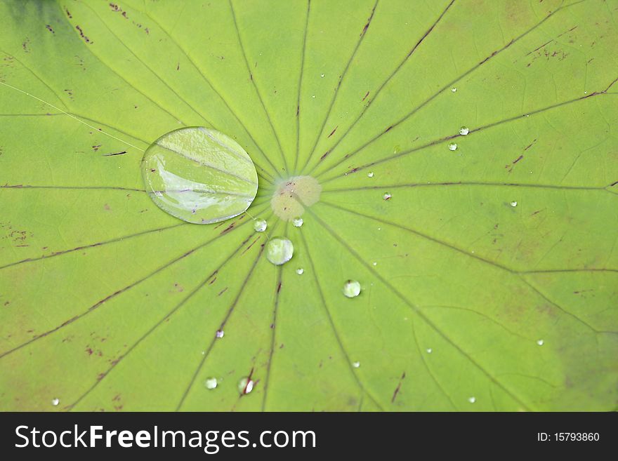 Green Lotus leaf with water drop as background