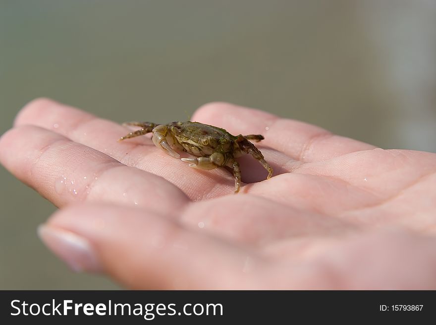 Little crab lying on hand. Sunny day