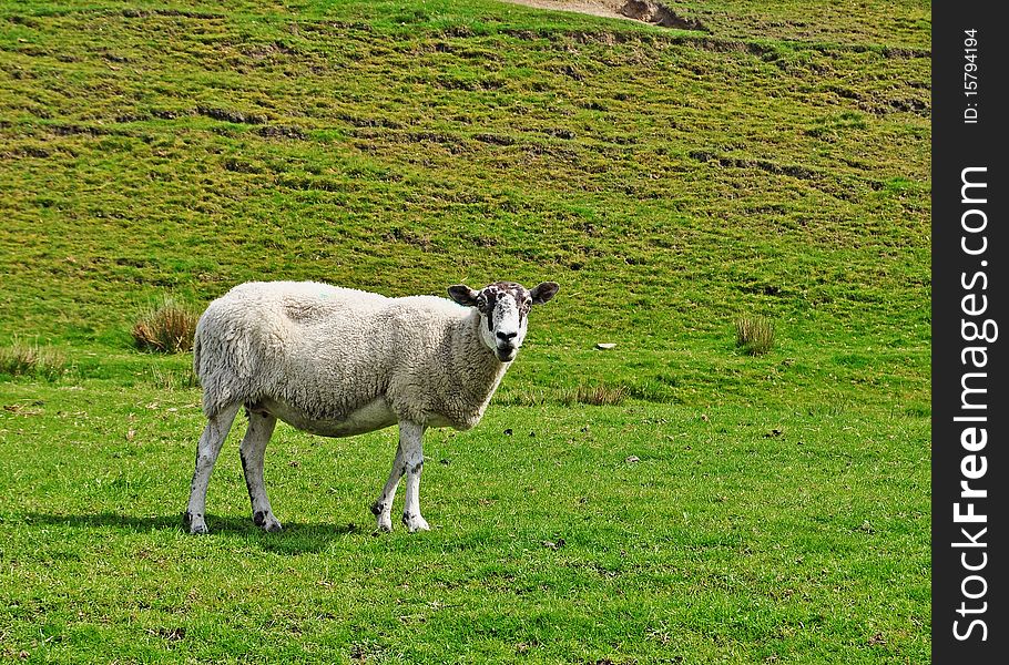 Unusually inquisitive looking sheep poses for the camera. Unusually inquisitive looking sheep poses for the camera