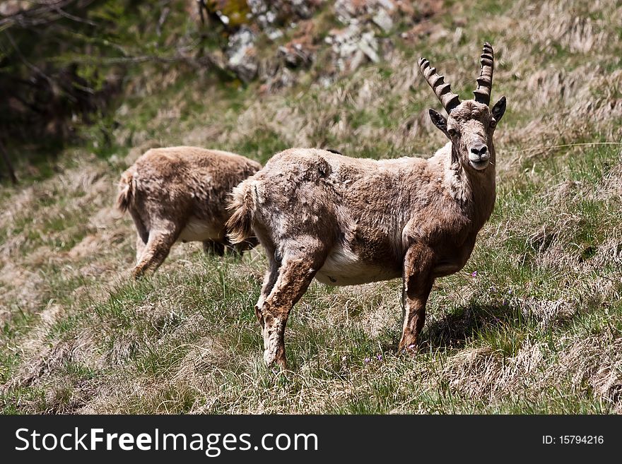 Gran Paradiso Park, Italy. Capra Ibex in May. Gran Paradiso Park, Italy. Capra Ibex in May.