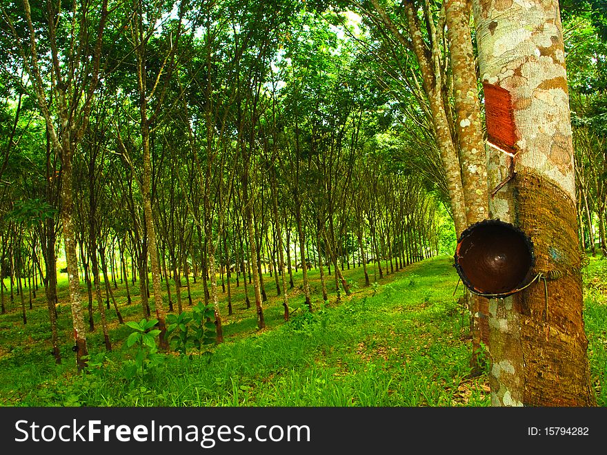 Rubber plantation in thailand