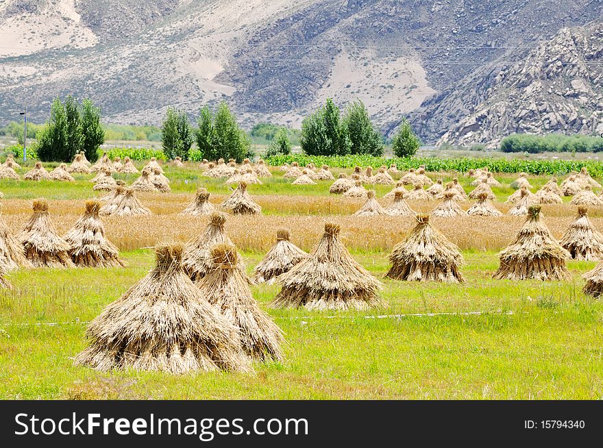 Highland crops have been harvested.