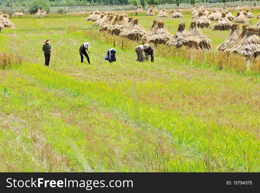 Highland crops have been harvested.