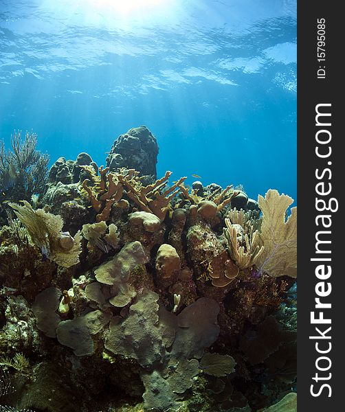 Underwater Coral Reef Elkhorn Coral