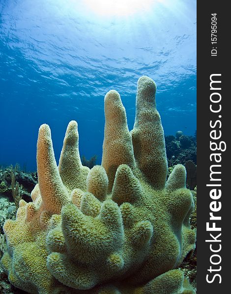 Underwater coral reef pillar coral