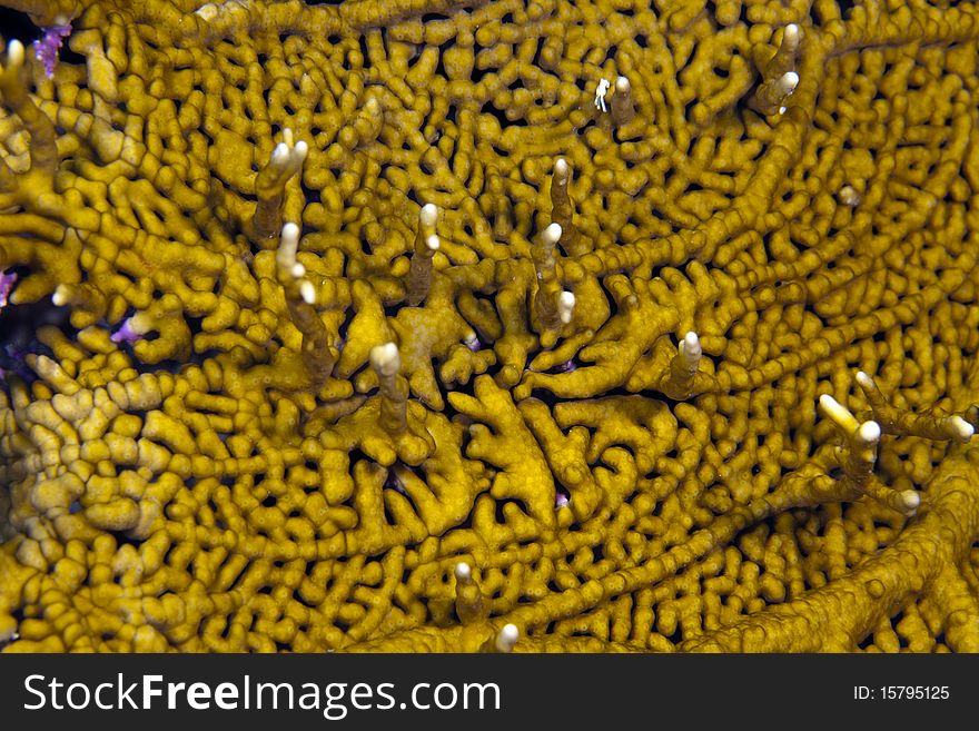 Close up of Branching fire coral on reef