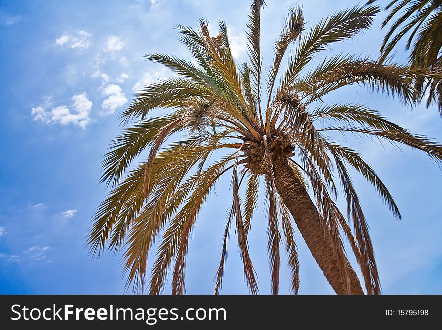 Palms against the sky with clouds of hot summer day