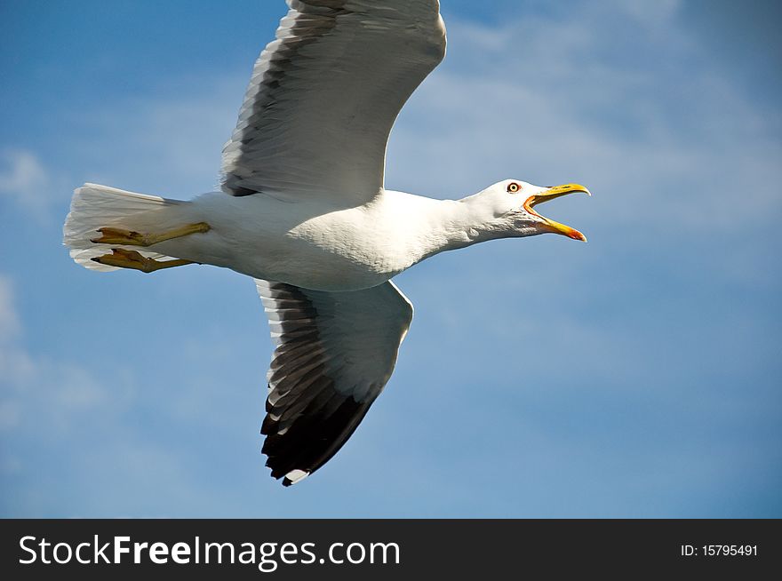 Angry seagull in the blue sky