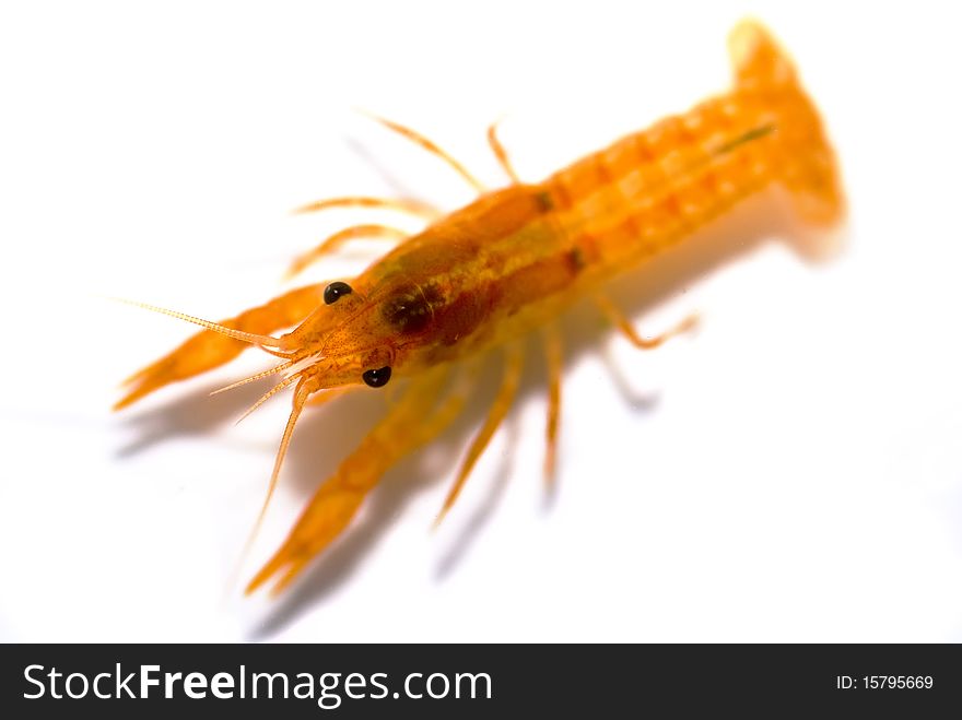 Mexican dwarf orange crayfish (Cambarellus patzcuarensis orange, cpo) isolated