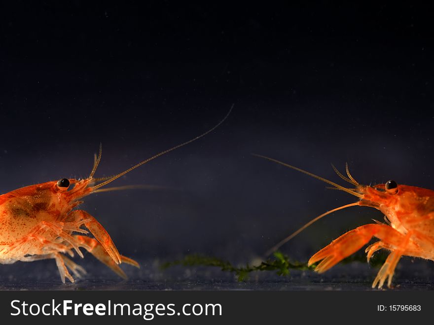 Two Mexican dwarf orange crayfishes fighting for food (Cambarellus patzcuarensis orange, cpo)