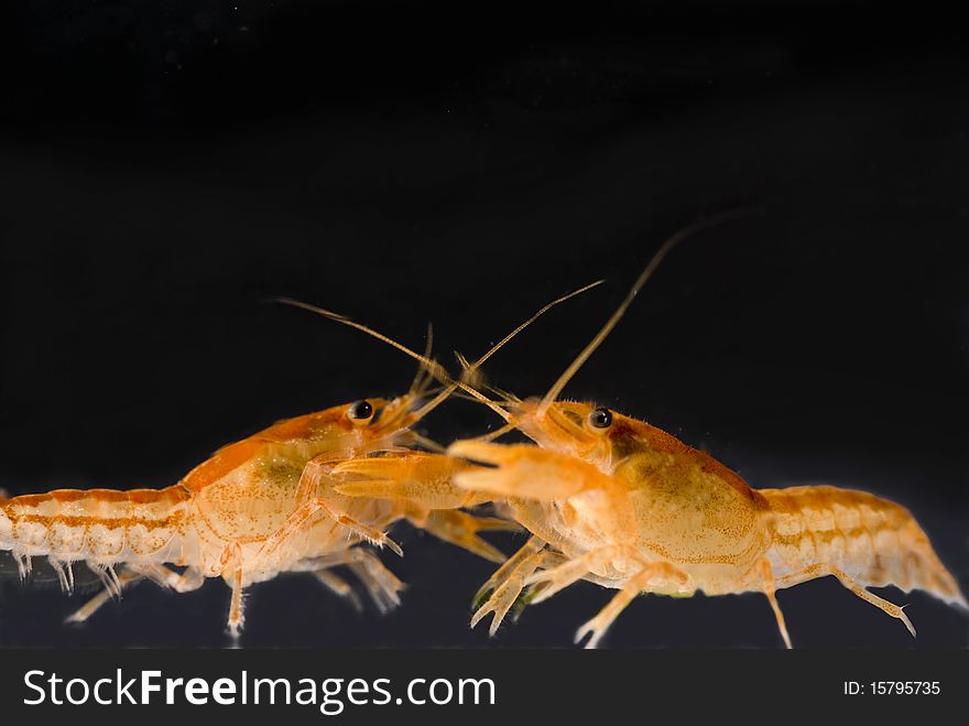 Two Mexican dwarf orange crayfishes fighting