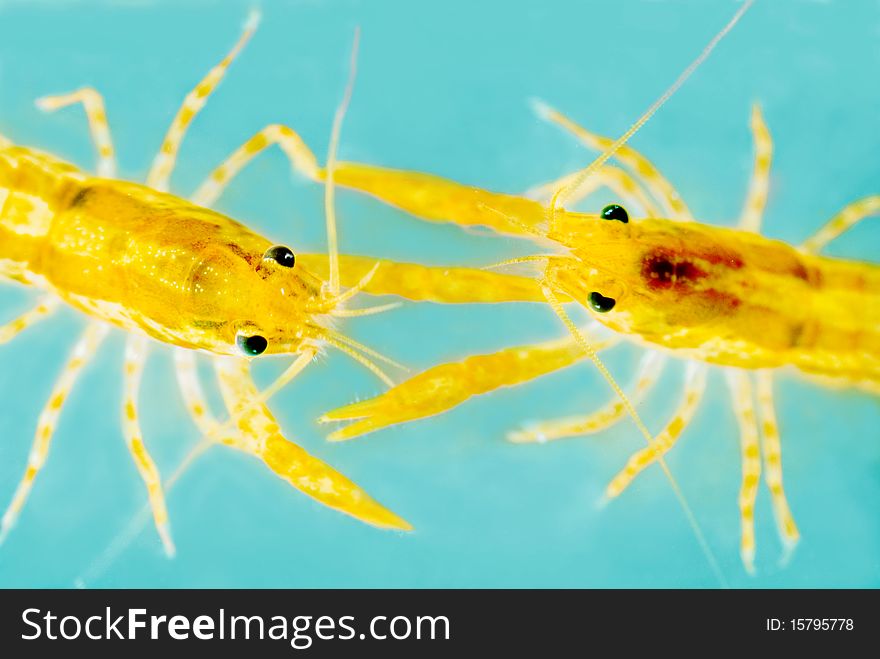 Two Mexican dwarf orange crayfishes fighting