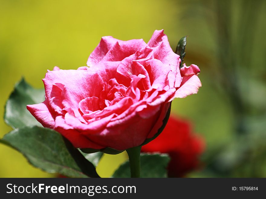 Pink roses symbolizes fun and happiness!