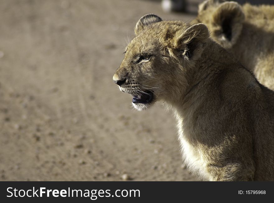 Close up of lion cubs on blurry background