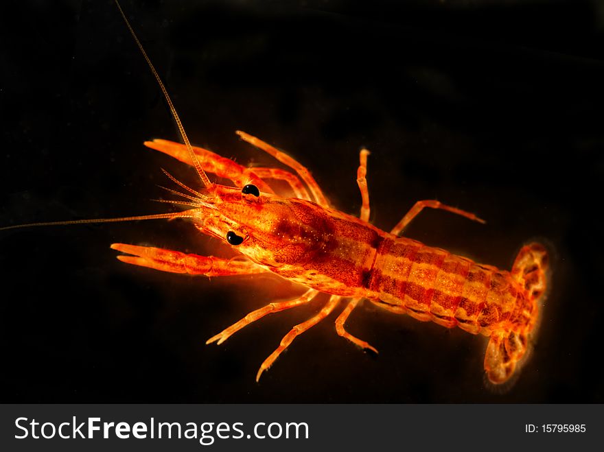 Mexican dwarf orange crayfish (Cambarellus patzcuarensis orange, cpo) in front of black background