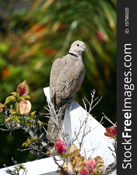 Collared Dove (Streptopelia turtur) sitting in flowers