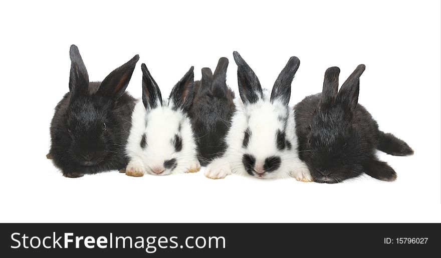 Five black&white baby rabbits isolated on white background