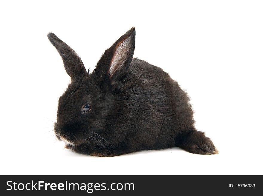 Black baby rabbit isolated on white background