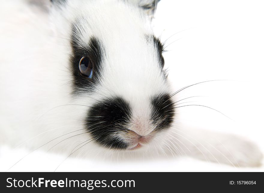 Head of black&white rabbit. Isolated on white background