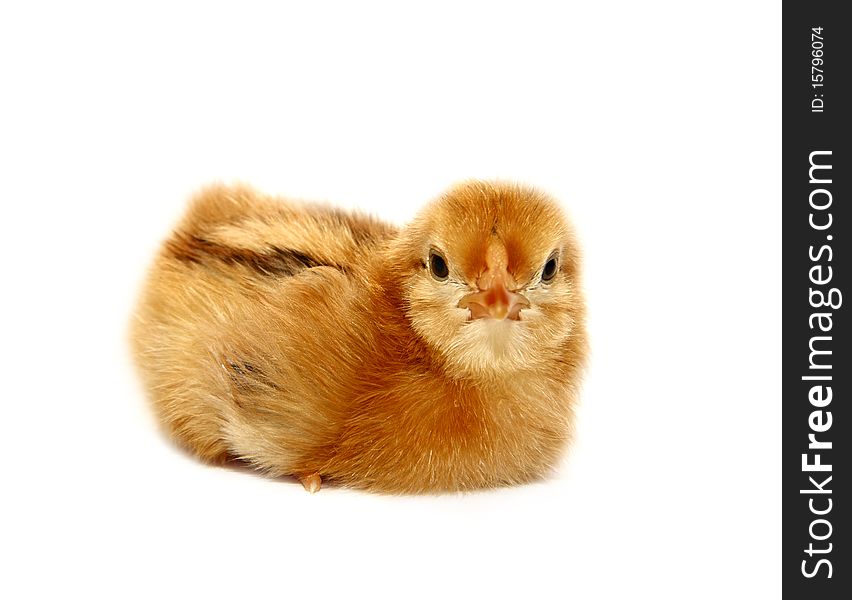 Cute yellow baby chicken lying on white background