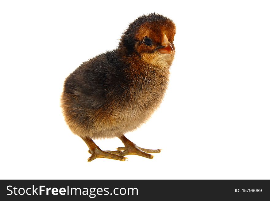 Little newborn baby rooster isolated on white