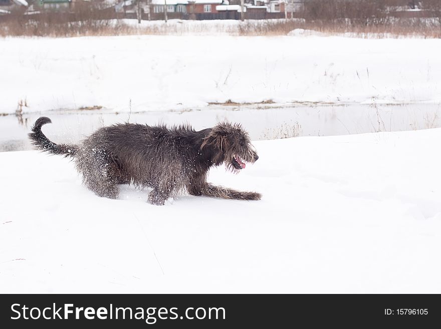 An Irish wolfhound on a snow-covered field