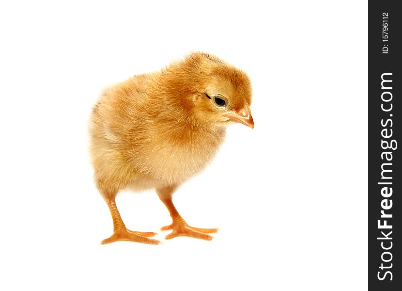 Cute yellow baby chicken isolated on white background