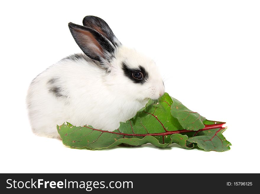 Baby rabbit eats beet leaf isolated on white background