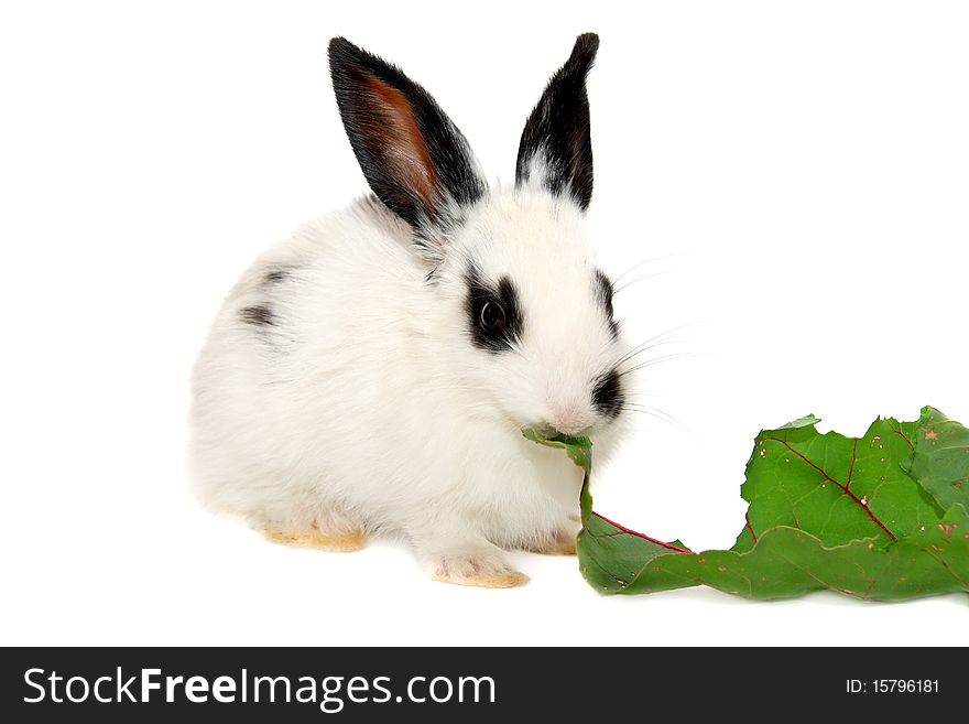 Baby rabbit eats beet leaf isolated on white background