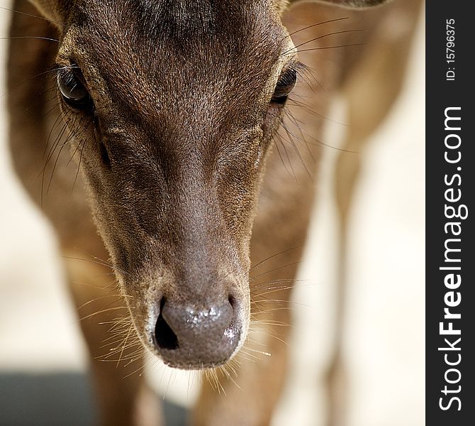 Sambar deer (Cervus unicolor sp.) are found in Asia. This particular individual was curious about our gear, thinking perhaps there may be food. Populations of Sambar is on the decline as deforestation and open burning takes away the natural habitats.