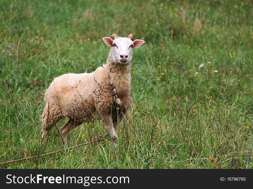 A young sheep on pasturage