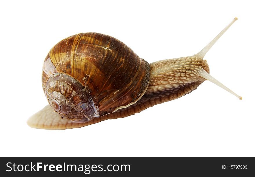 Snail isolated on a white background