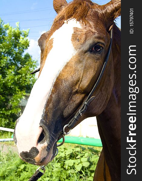 It is a head of a sports horse. It is a head of a sports horse