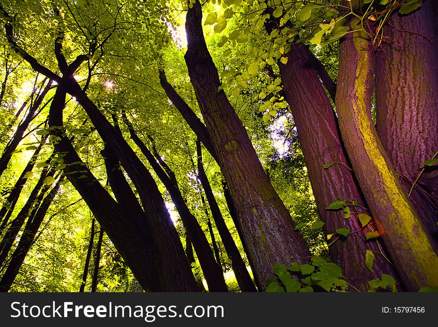 Tree canopy in the spring foret