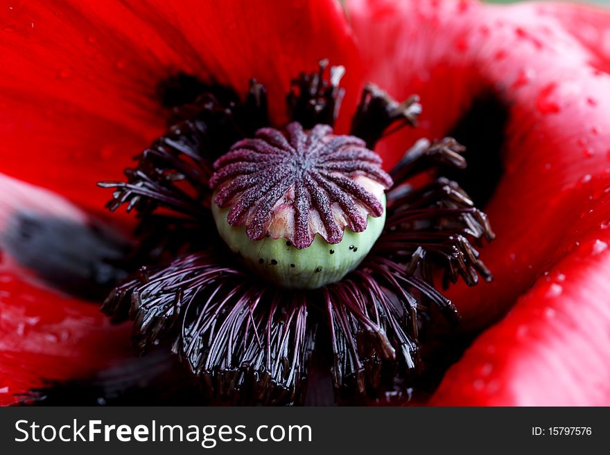 The middle of a red poppy close up