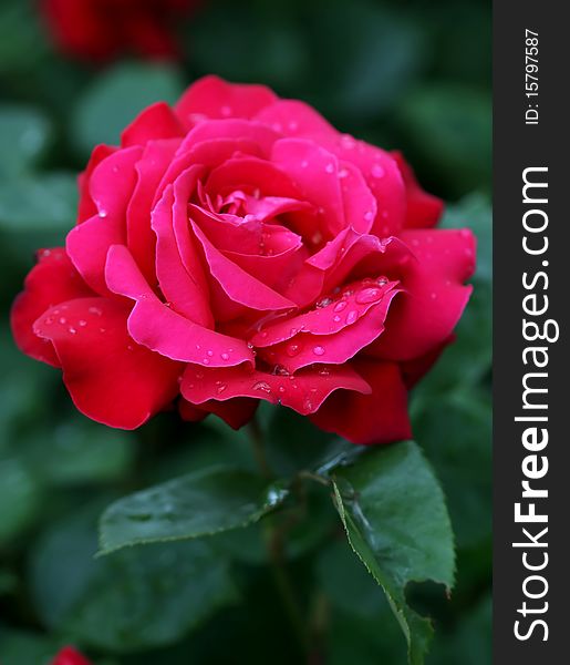 Red rose in colour, gertens