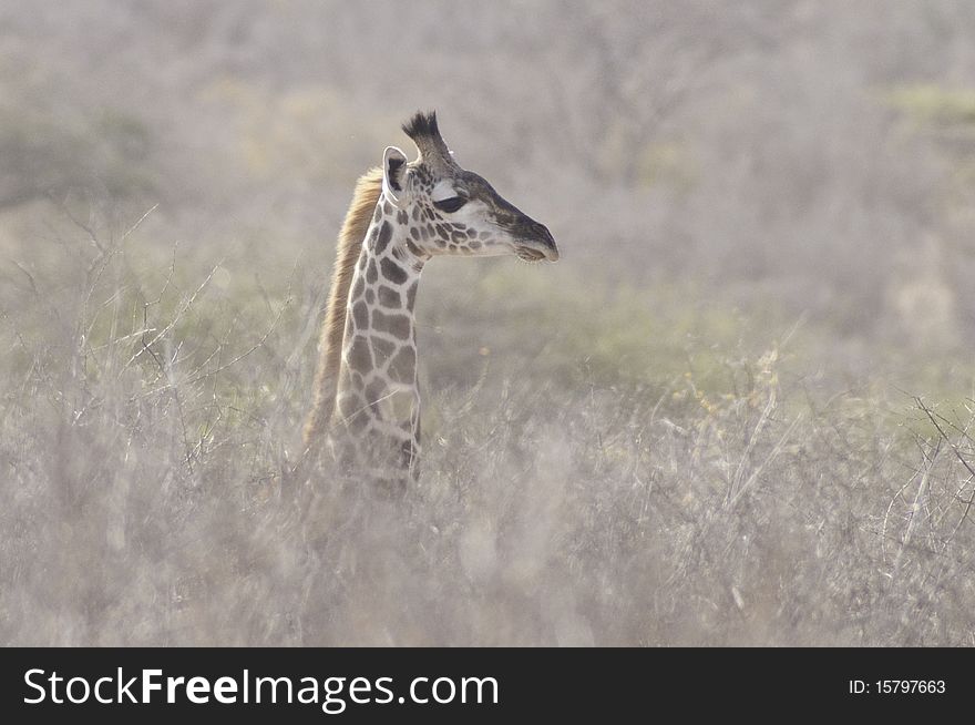 A giraffe's head and neck surrounded by blurry bush (low DOF). A giraffe's head and neck surrounded by blurry bush (low DOF)