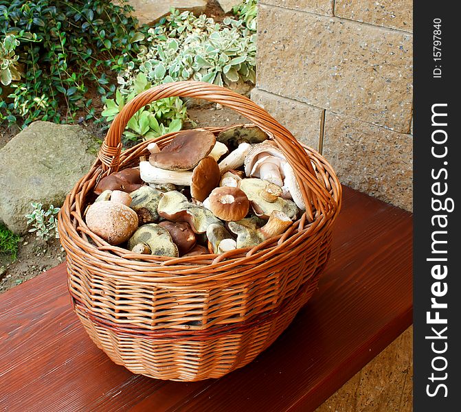 Full basket of fresh autumn mushroom, founded in forest. Full basket of fresh autumn mushroom, founded in forest