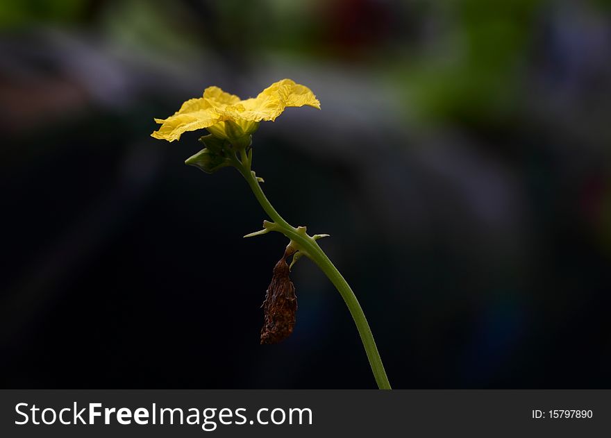 Luffa flower in dark background.