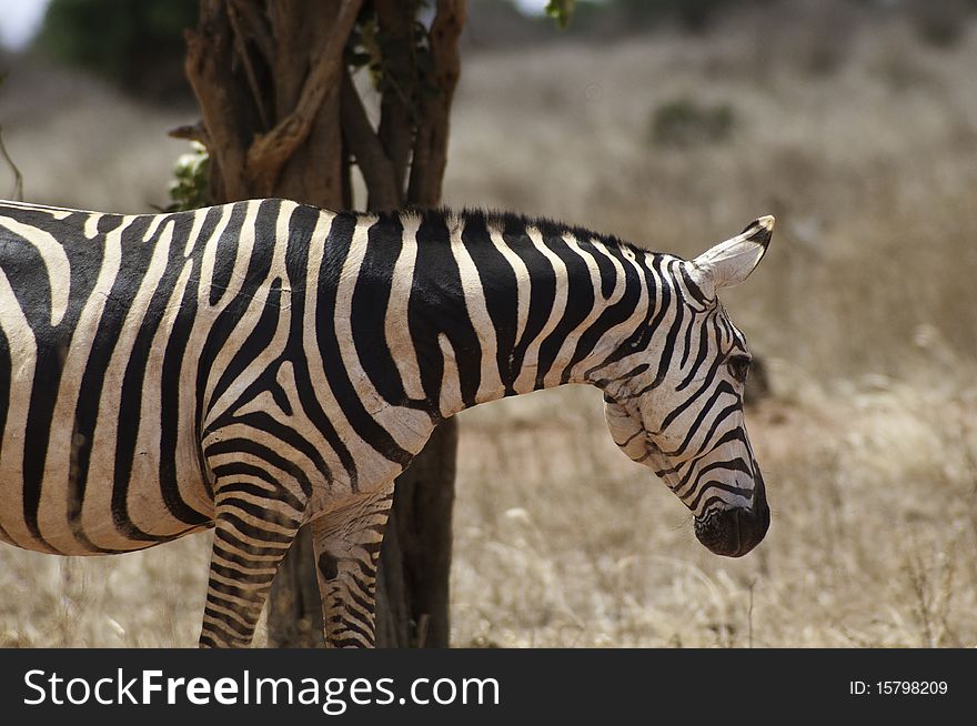 A zebra in front of a tree