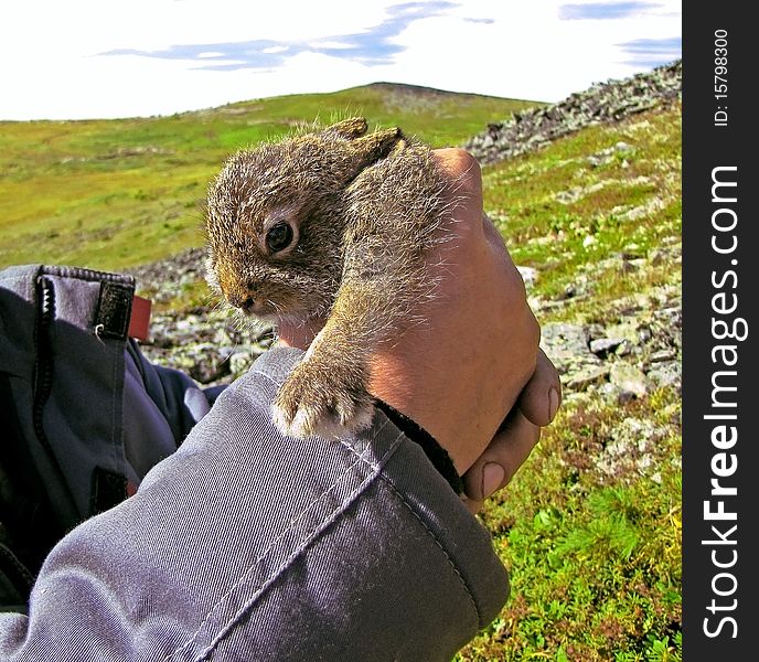 Amazingly cute wild hare on human hands in mountains. Amazingly cute wild hare on human hands in mountains.
