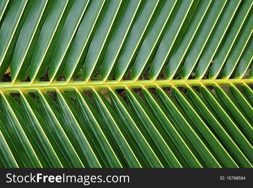 Green Coconut leaf surface texturedetail