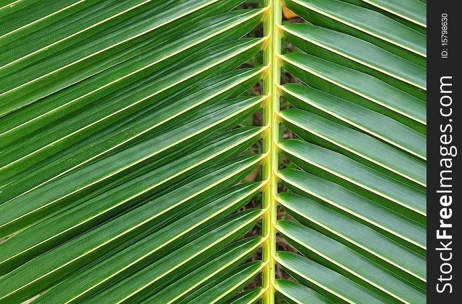 Green color coconut leaf surface texture detail. Green color coconut leaf surface texture detail