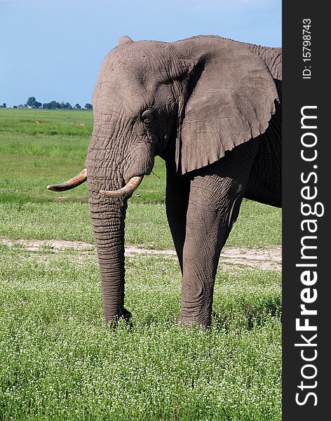Elephant in african savannah