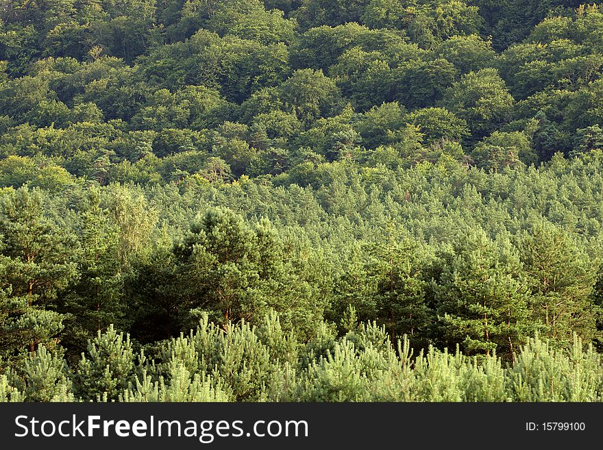 Forest treetops on the hill side - background