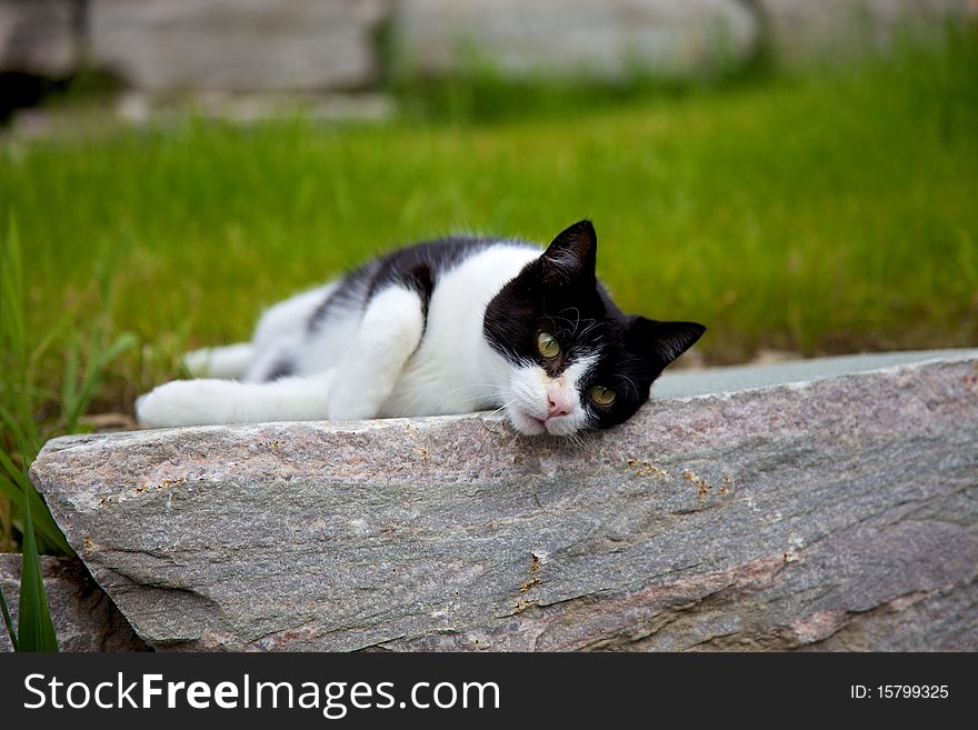 Cat relaxing on a stone tile.