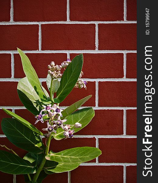 Purple Crown flower Green leaf and red brick wall