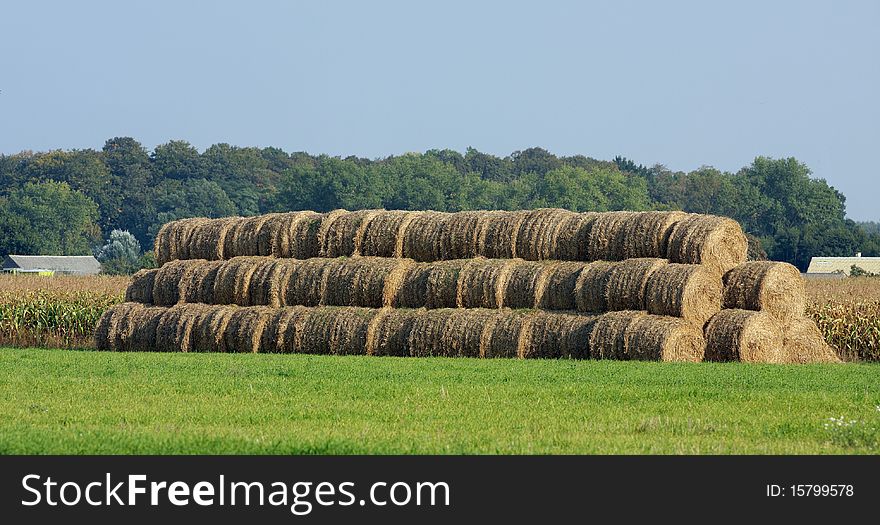 Golden hay bales in the countryside